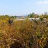 Kebakaran Lahan di Baruga Kendari Berhasil Dipadamkan, Petugas Tetap Siaga