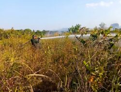 Kebakaran Lahan di Baruga Kendari Berhasil Dipadamkan, Petugas Tetap Siaga